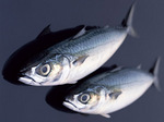 saba1.jpg
